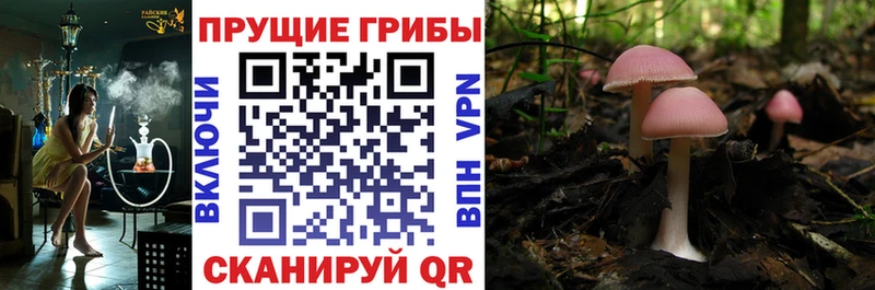 дарк нет клад  Адыгейск  Псилоцибиновые грибы ЛСД 